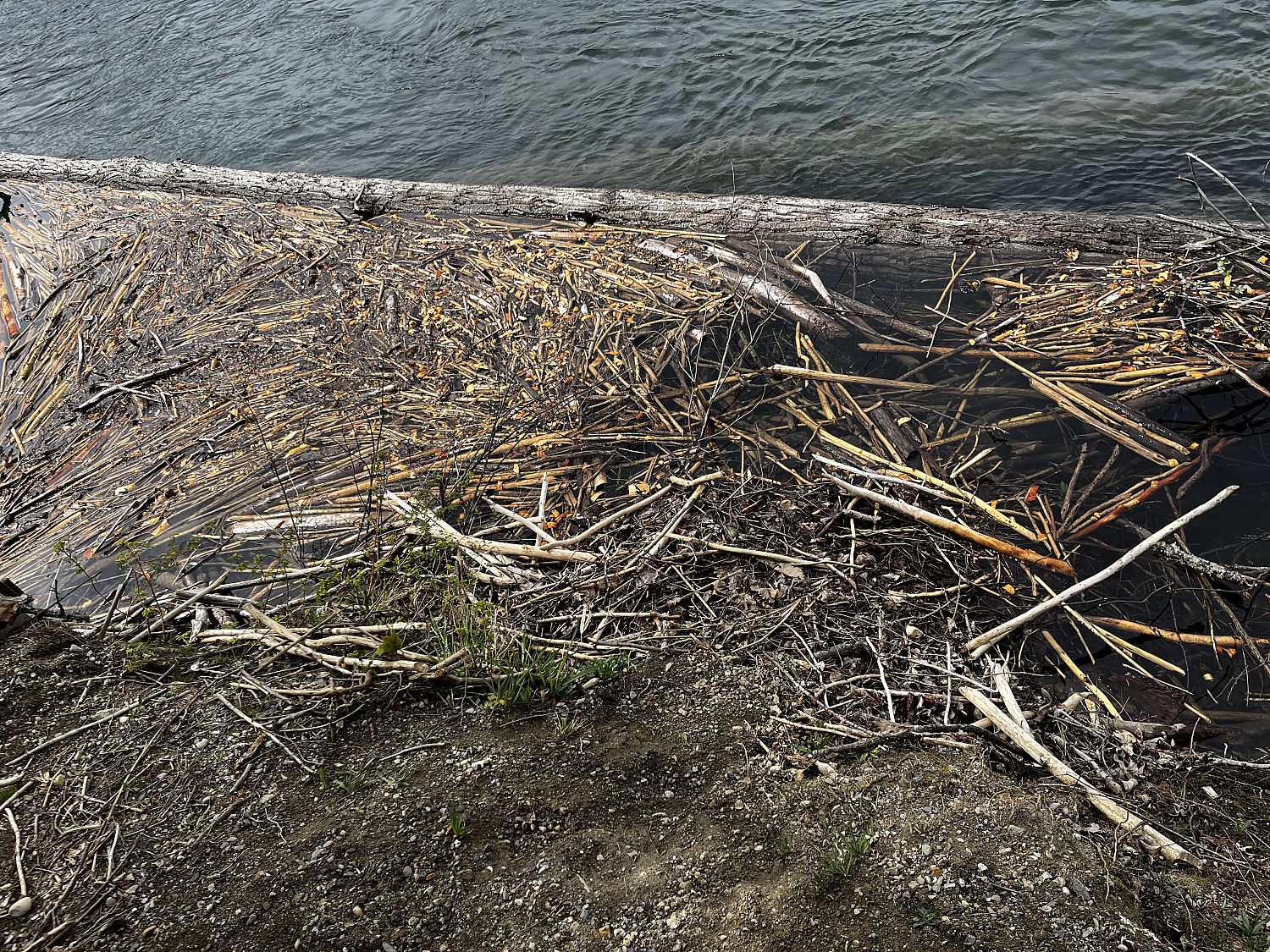 New Beaver habitat in Spawning Channel